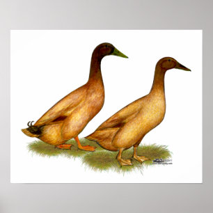 Poster Patos: Campbell Khaki