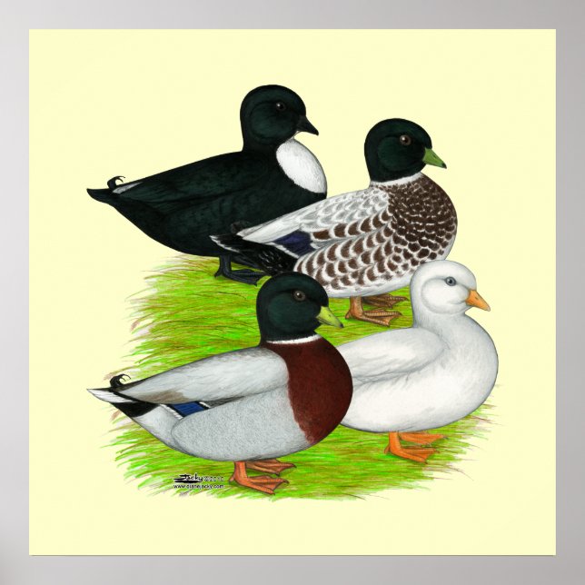 Poster Patos: Chame Quarteto (Frente)