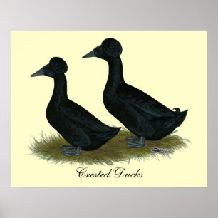 Pôster Patos: Com crista preto