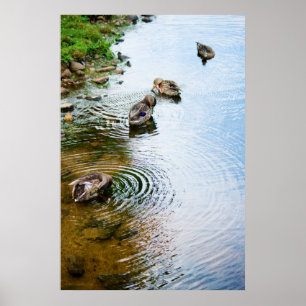 Pôster Patos de alvoroço 2