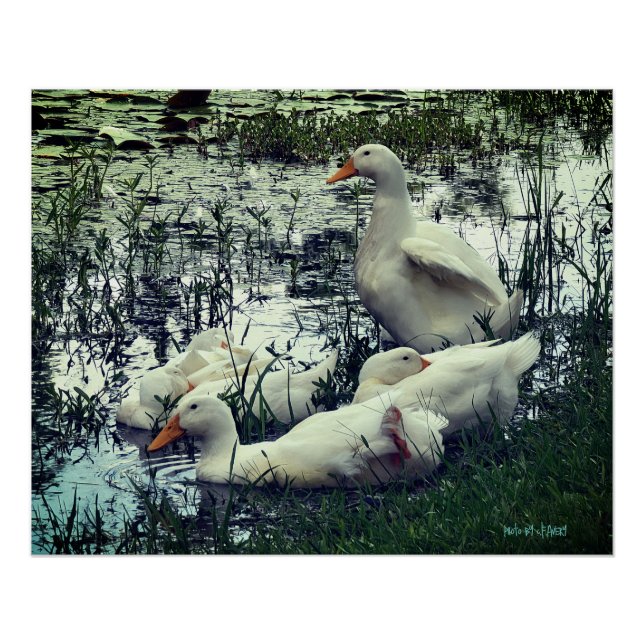 Pôster Patos de Lagoa Animais (Frente)