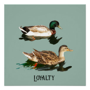 Pôster Patos-de-pata