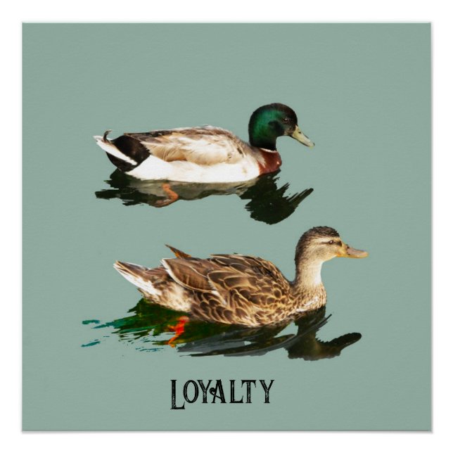 Pôster Patos-de-pata (Frente)