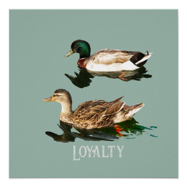 Pôster Patos-de-pata (Frente)