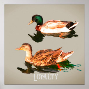 Poster Patos-de-pata