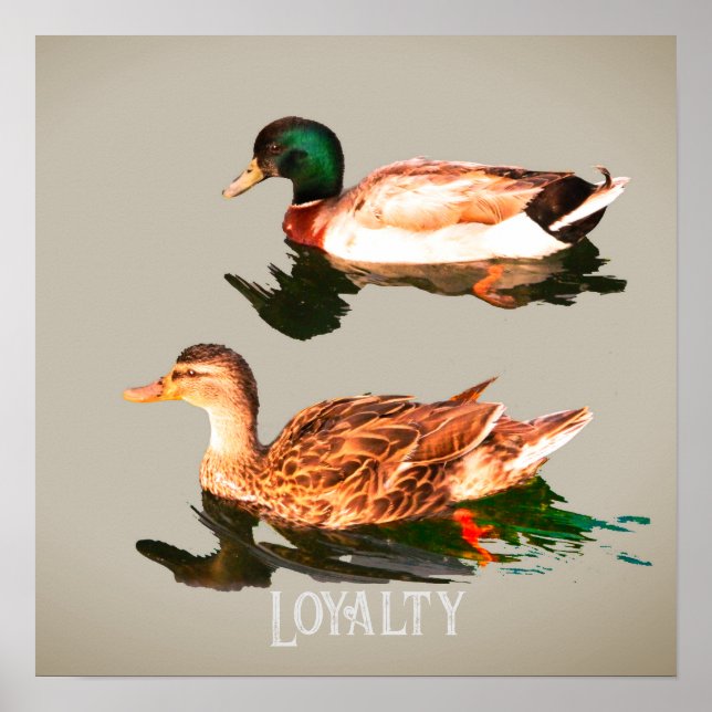 Poster Patos-de-pata (Frente)