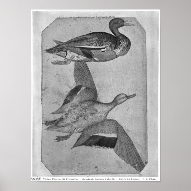 Pôster Patos, do Álbum Vallardi (Frente)