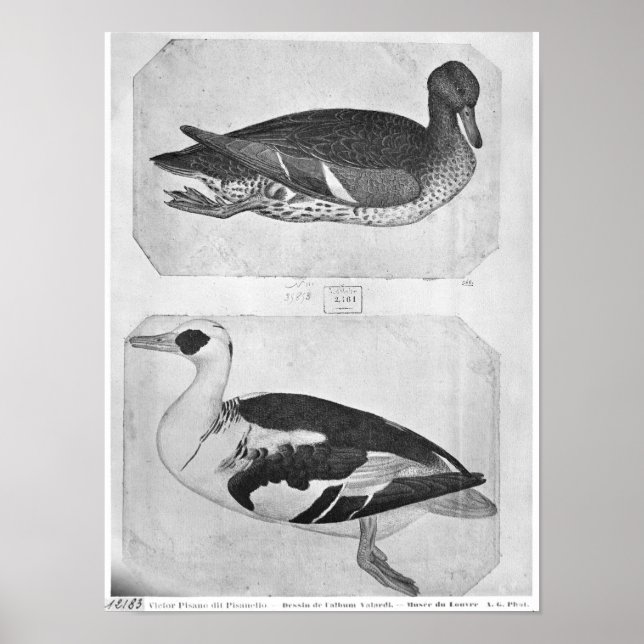 Poster Patos, do Álbum Vallardi (Frente)
