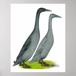 Poster Patos do corredor azul