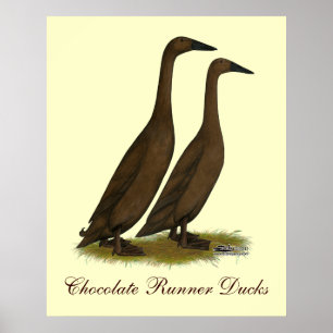 Pôster Patos do corredor do chocolate