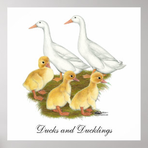 Pôster Patos e patinhos brancos