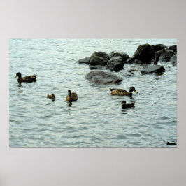 Poster Patos em um Lago
