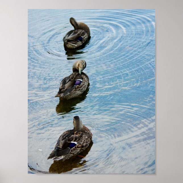 Poster Patos em uma Fila (Frente)