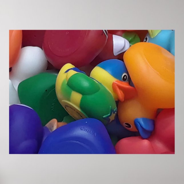 Poster Patos Ken Gage Fotografia (Frente)