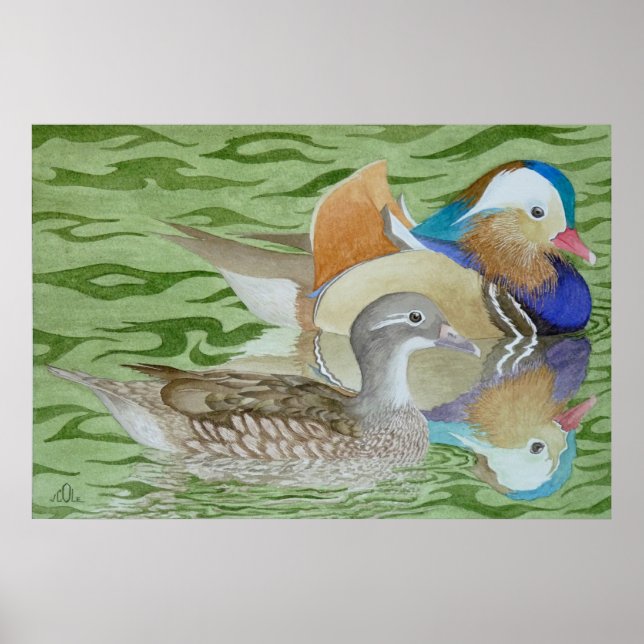 Poster Patos mandarins em um lago (Frente)