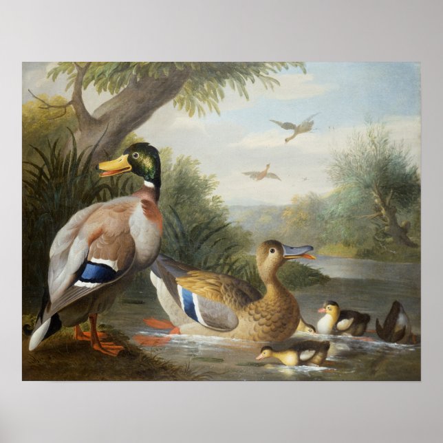 Pôster Patos na paisagem fluvial (Frente)