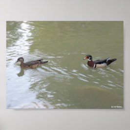 Poster Patos Nadando