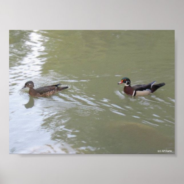 Poster Patos Nadando (Frente)