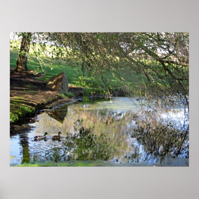 Poster "Patos Nidificantes" (Frente)