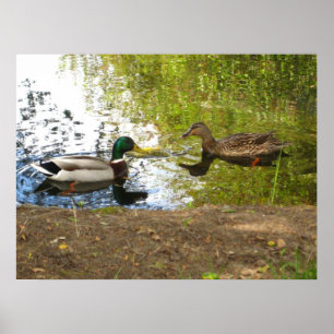 Pôster "Patos no amor "