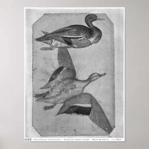Pôster Patos, o do álbum de Vallardi
