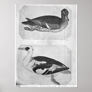 Poster Patos, o do álbum de Vallardi