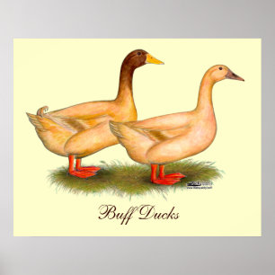 Poster Patos: Orpington amarelo