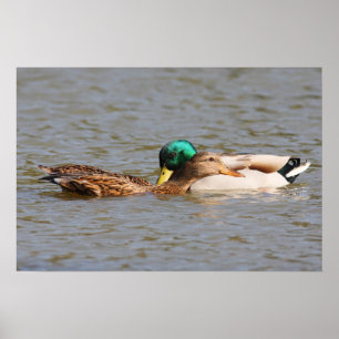 Pôster Patos selvagens