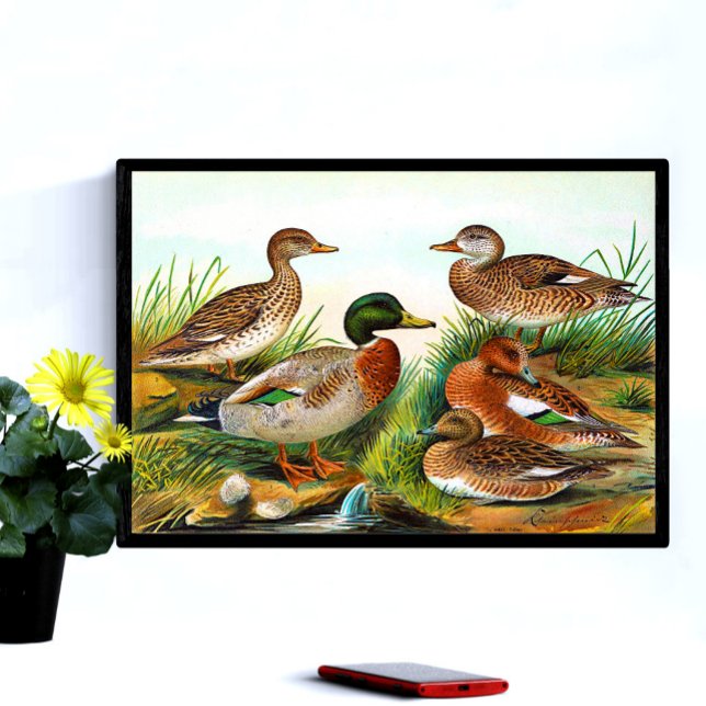 Poster Patos Vintage No Pond 3 (Criador carregado)