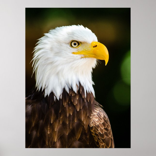 Poster Patriotic Adult American Bald Eagle (Frente)