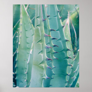 Poster Patterns of an Agave plant