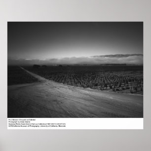 Poster Paul Masson Vineyard at Soledad by Ansel Adams