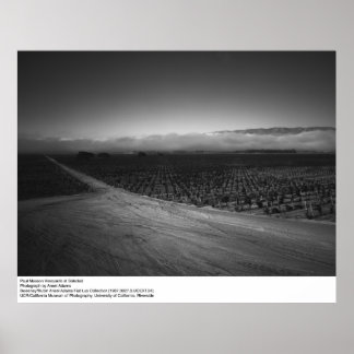 Poster Paul Masson Vineyard em Soledad por Ansel Adams