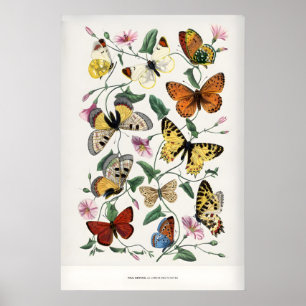 Poster Paul Servais Borboletas Le Jardin des Plantes