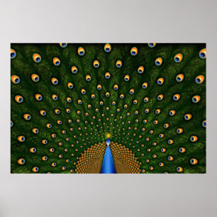 Pôster Pavão