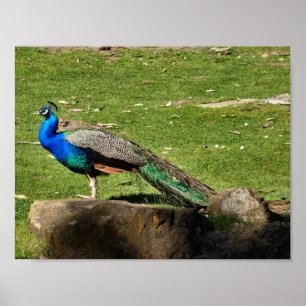 Pôster Pavão