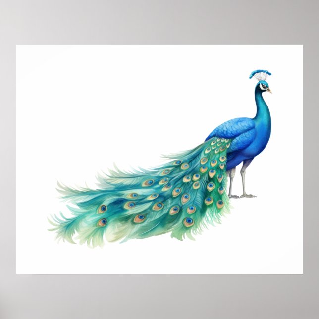 Poster  Pavão    (Frente)