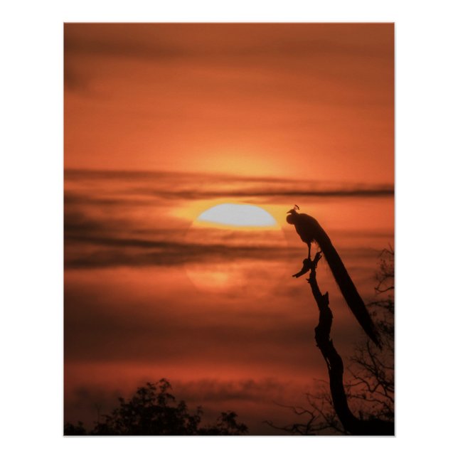 Pôster Pavão ao Nascer do Sol (Frente)