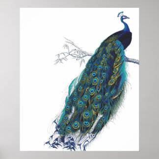 Pôster Pavão azul com penas de cauda lindas