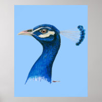 Pavão: Azul Indiano