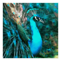 Pavão Azul Vibrante Dentro Com Cauda Vibrada