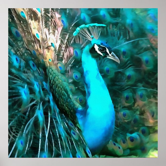 Pôster Pavão Azul Vibrante Dentro Com Cauda Vibrada (Frente)