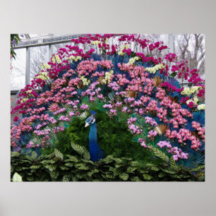 Poster Pavão de Orquídea