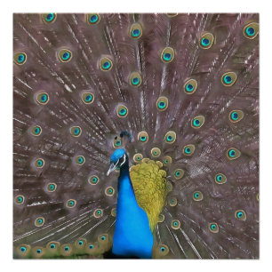 Pôster Pavão Elegante A Azul Com Cauda Em Banho