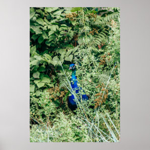 Poster Pavão em arbustos verdes