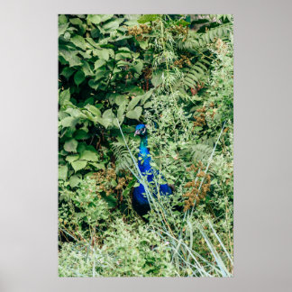 Poster Pavão em arbustos verdes