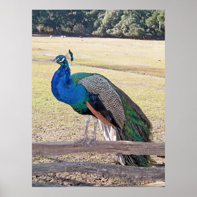 Poster Pavão em cerca (Frente)