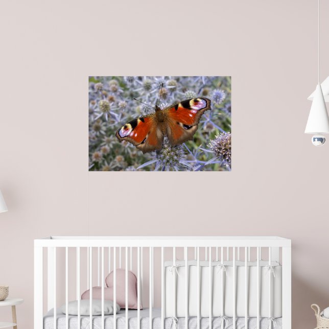 Poster Pavão Europeu ou Borboleta de Pavão (Berçário 2)