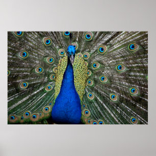 Poster Pavão Majestoso