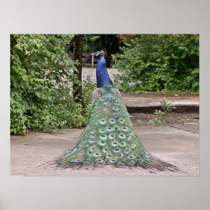 Poster Pavão masculino bonito